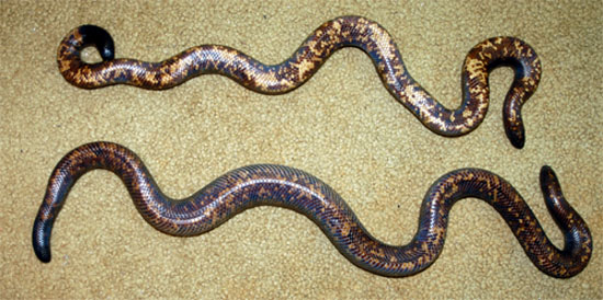 A gravid female Calabar contrasted with a male. The female has significantly wider girth in the center of her body.