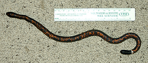 A Calabar hatchling; red and brown color