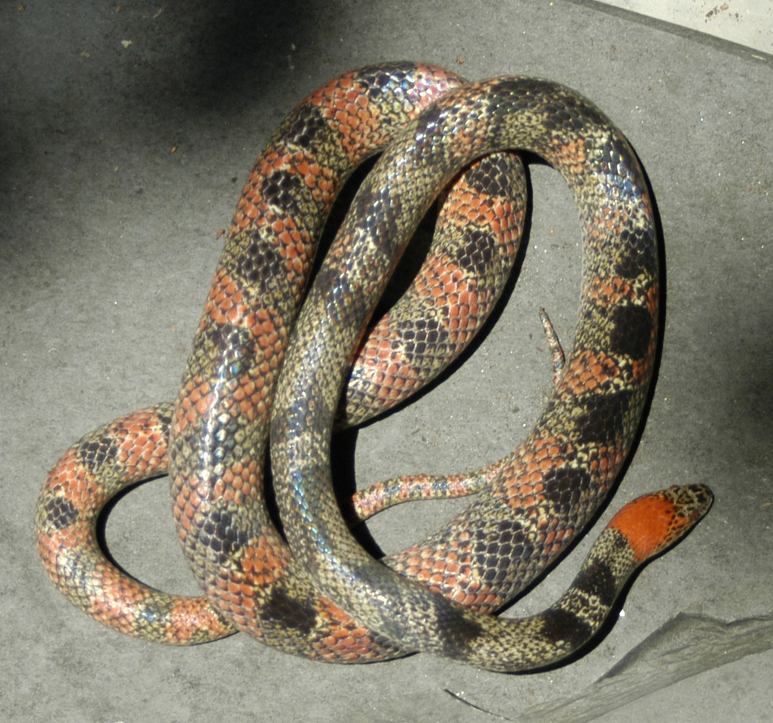 Forest Flame Snake