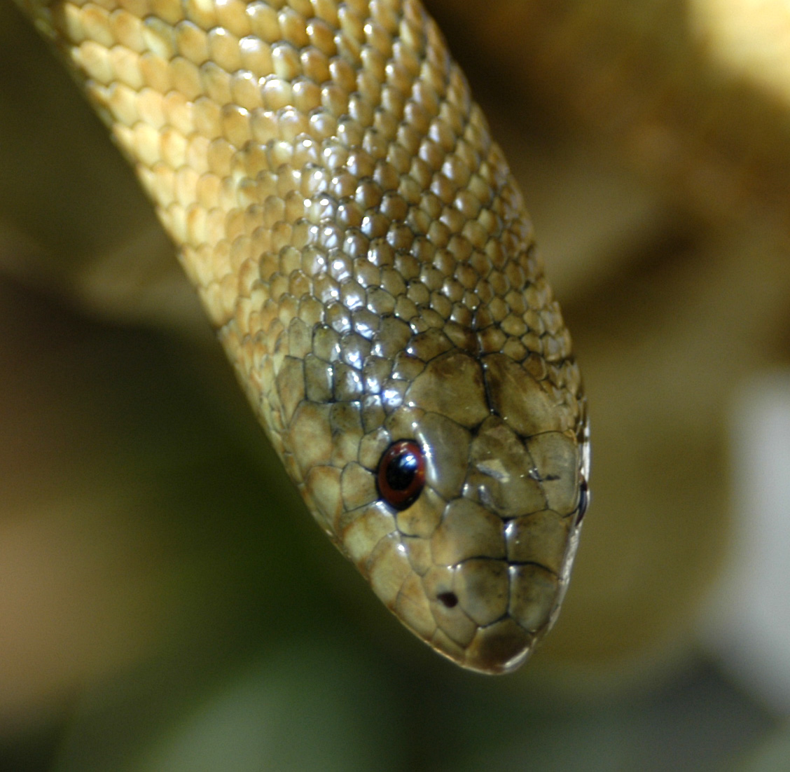 Pseudaspis - female - head - 2006